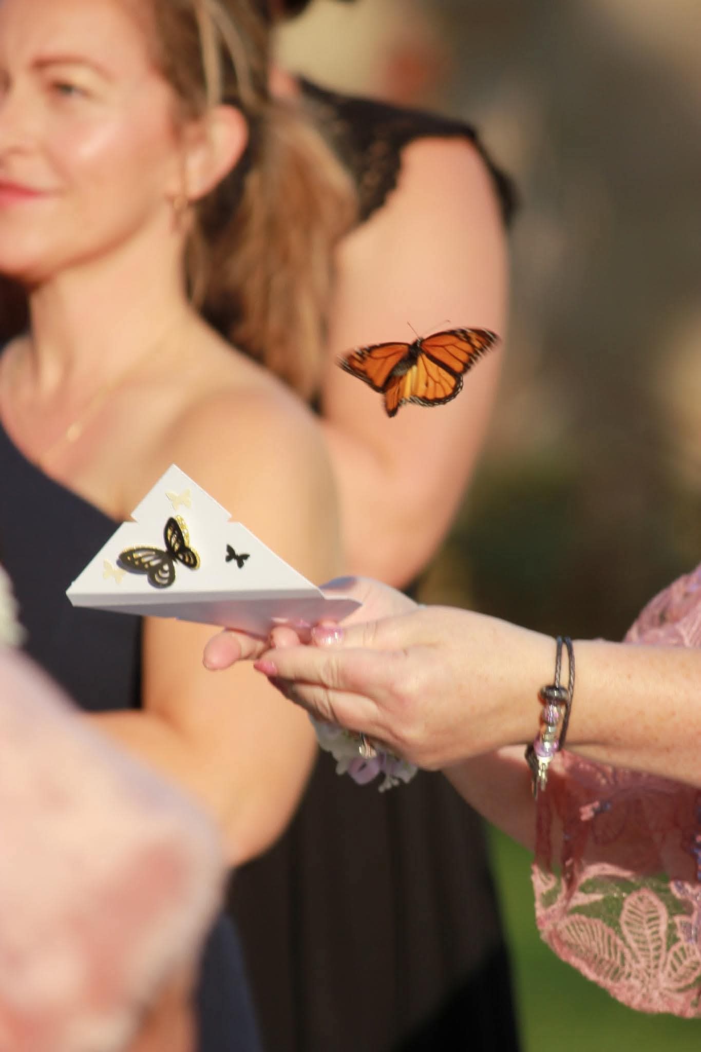 A monarch takes flight at a release