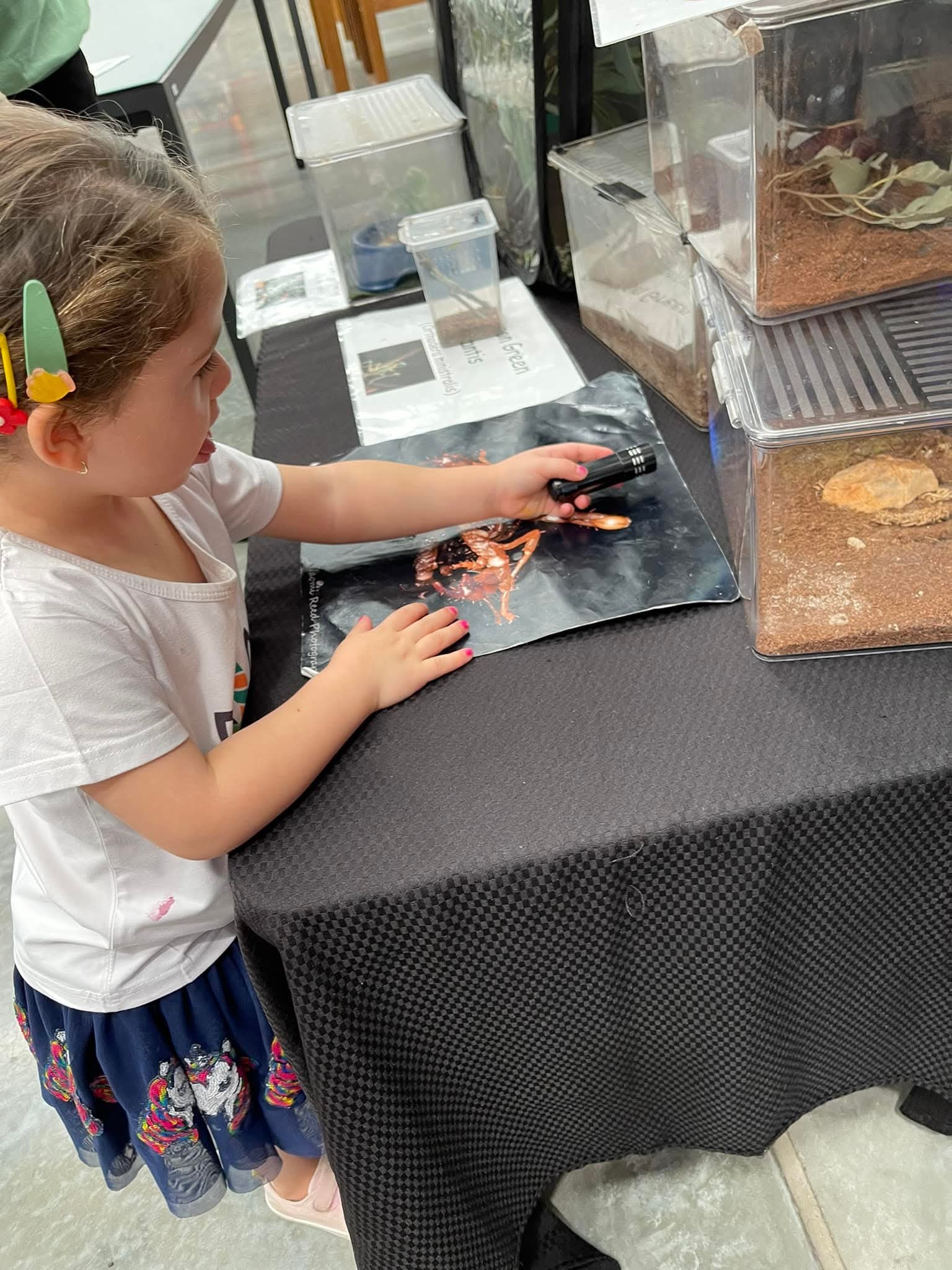 Child lighting up a scorpion display with a UV torch
