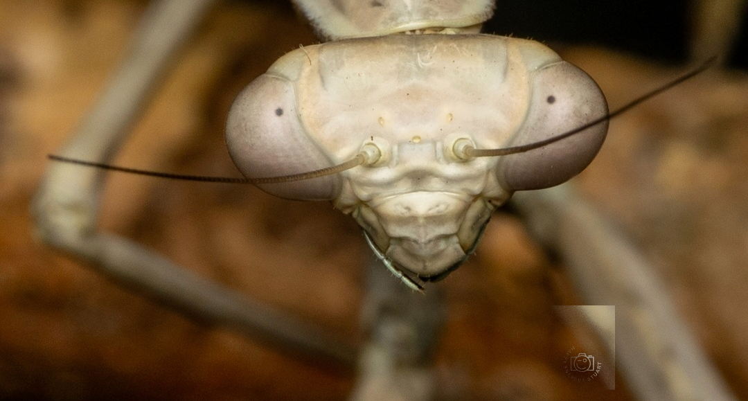 Macro portrait of a praying mantis
