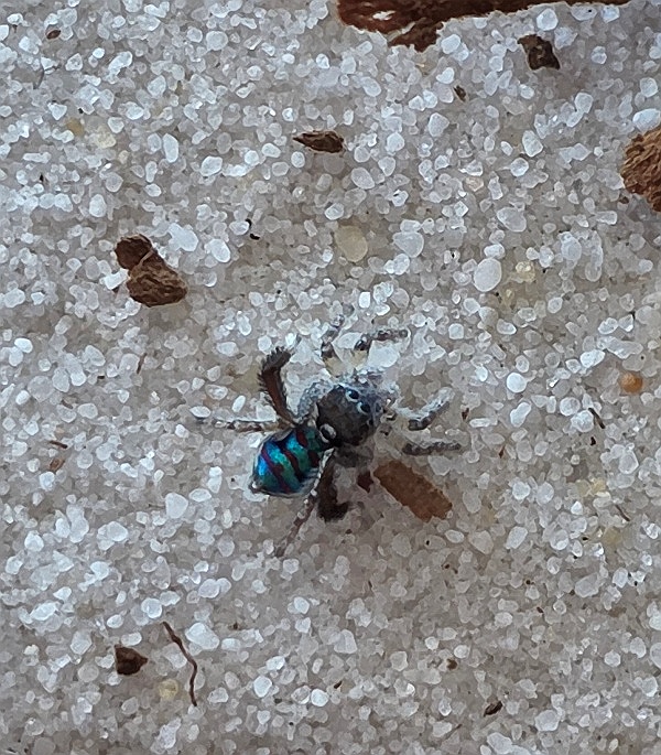 A peacock spider on white sand