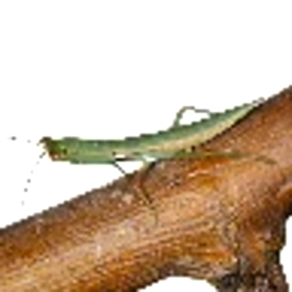 Common garden mantid