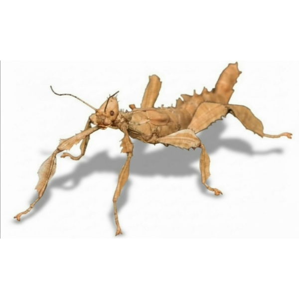 Spiny stick insect