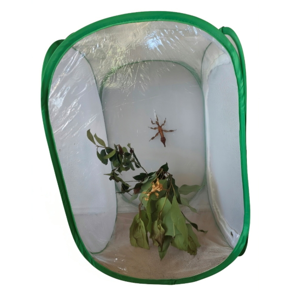 Stick insect kit with mesh enclosure