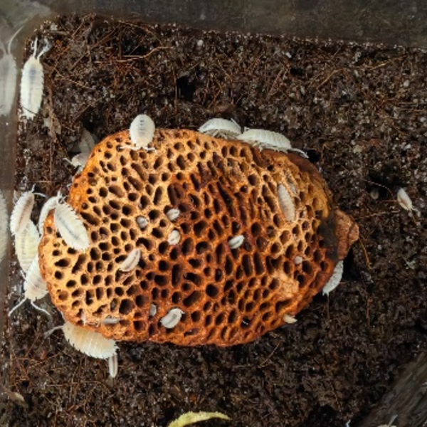 White isopods on cork bark